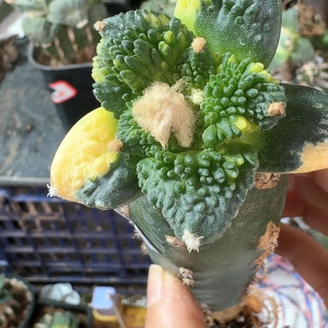 【闪购商品】无花朵G**W哥斯拉锦887