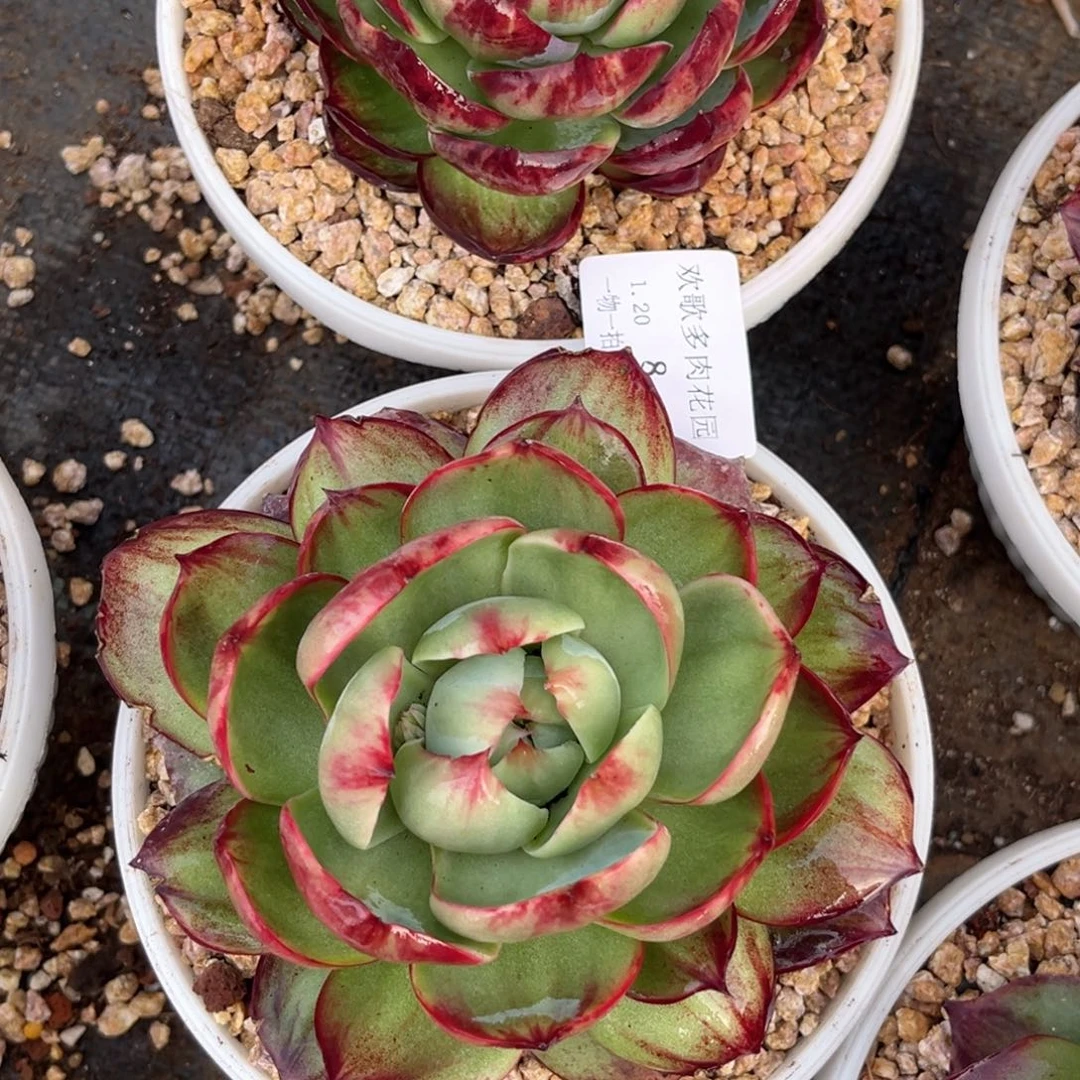 -***谷1.20-8惊鸿两个1111111