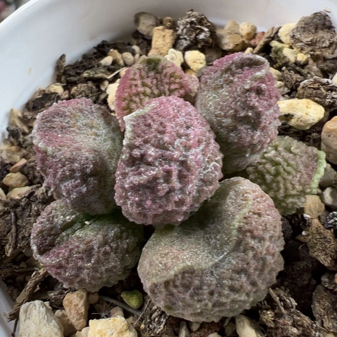 冰晶颗粒款实生新品多肉植物水泡