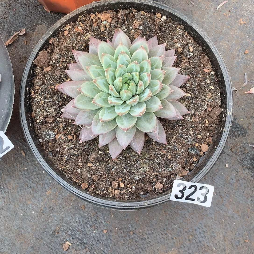 323美人 一物一拍多肉