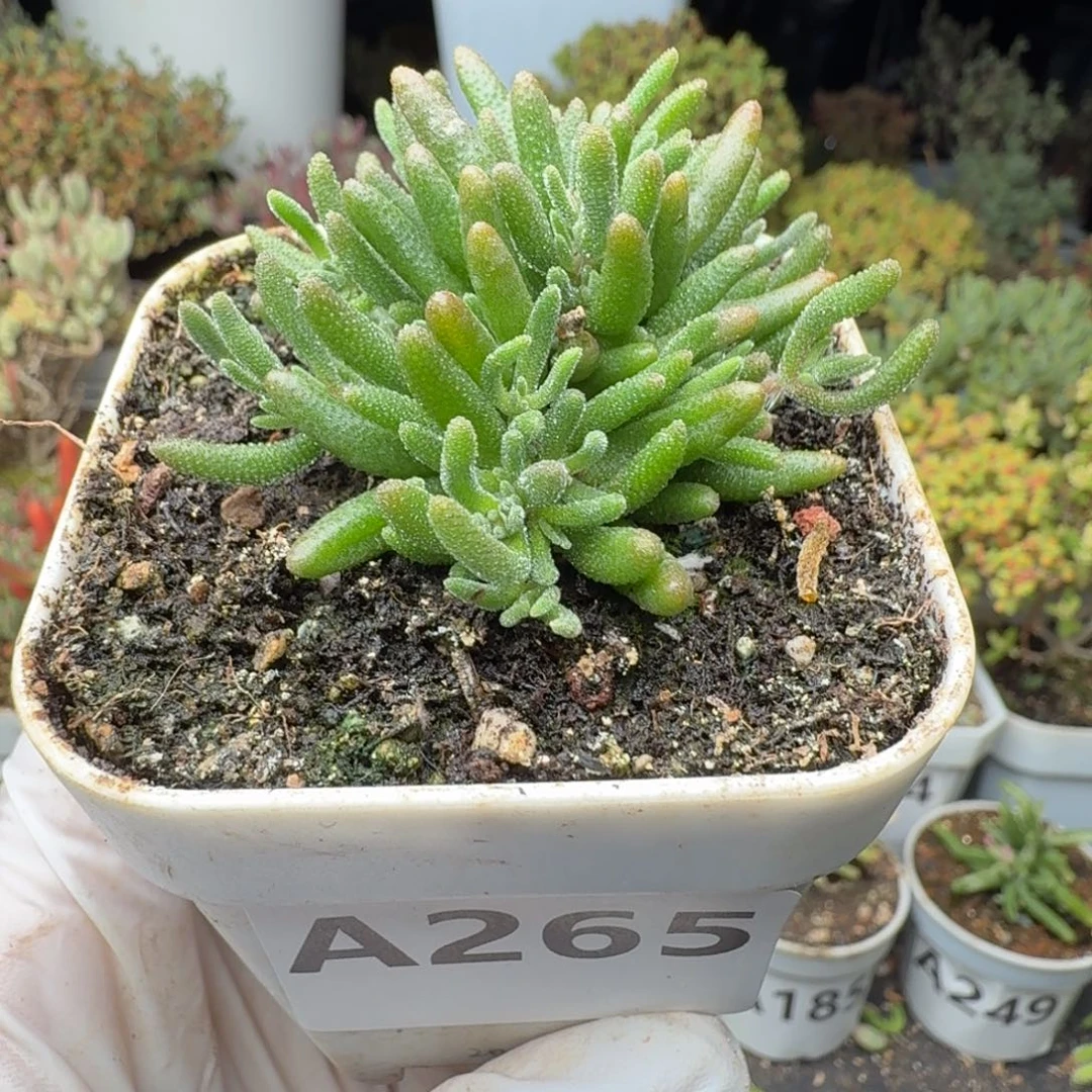 A265狐尾枝干一物一拍