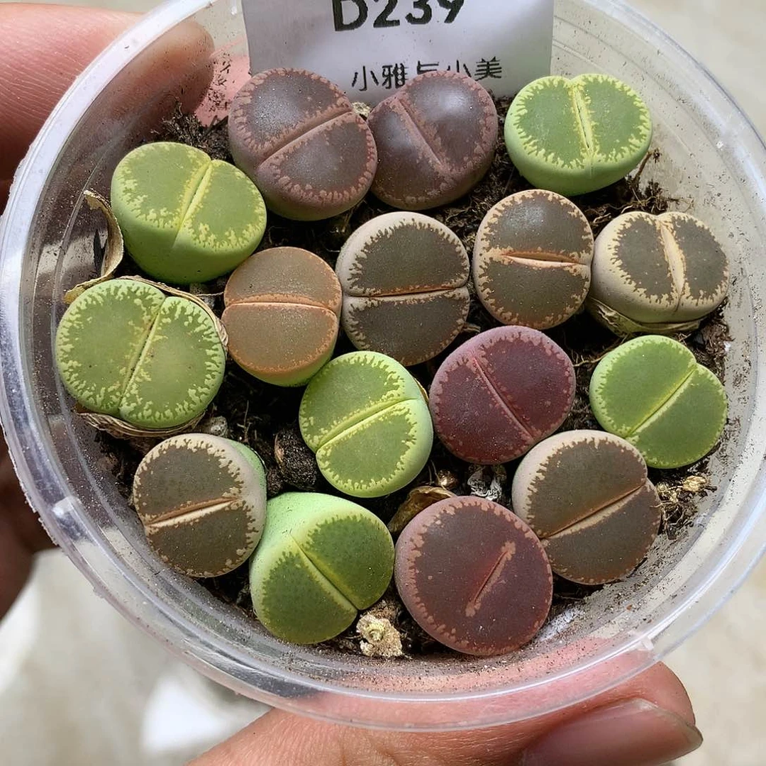 D239多肉植物保护