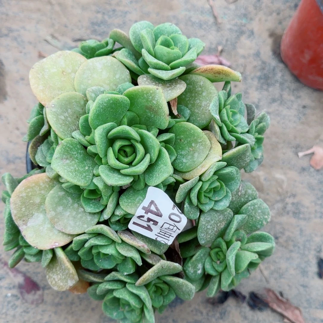 百合丽丽多肉451满20包邮断枝不包