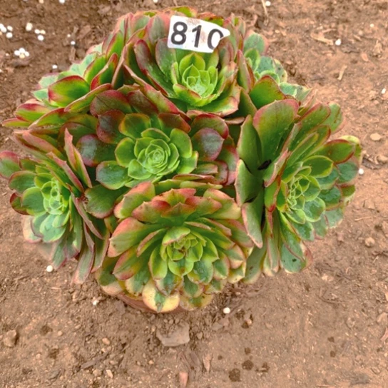 无花朵810多肉植物奶白