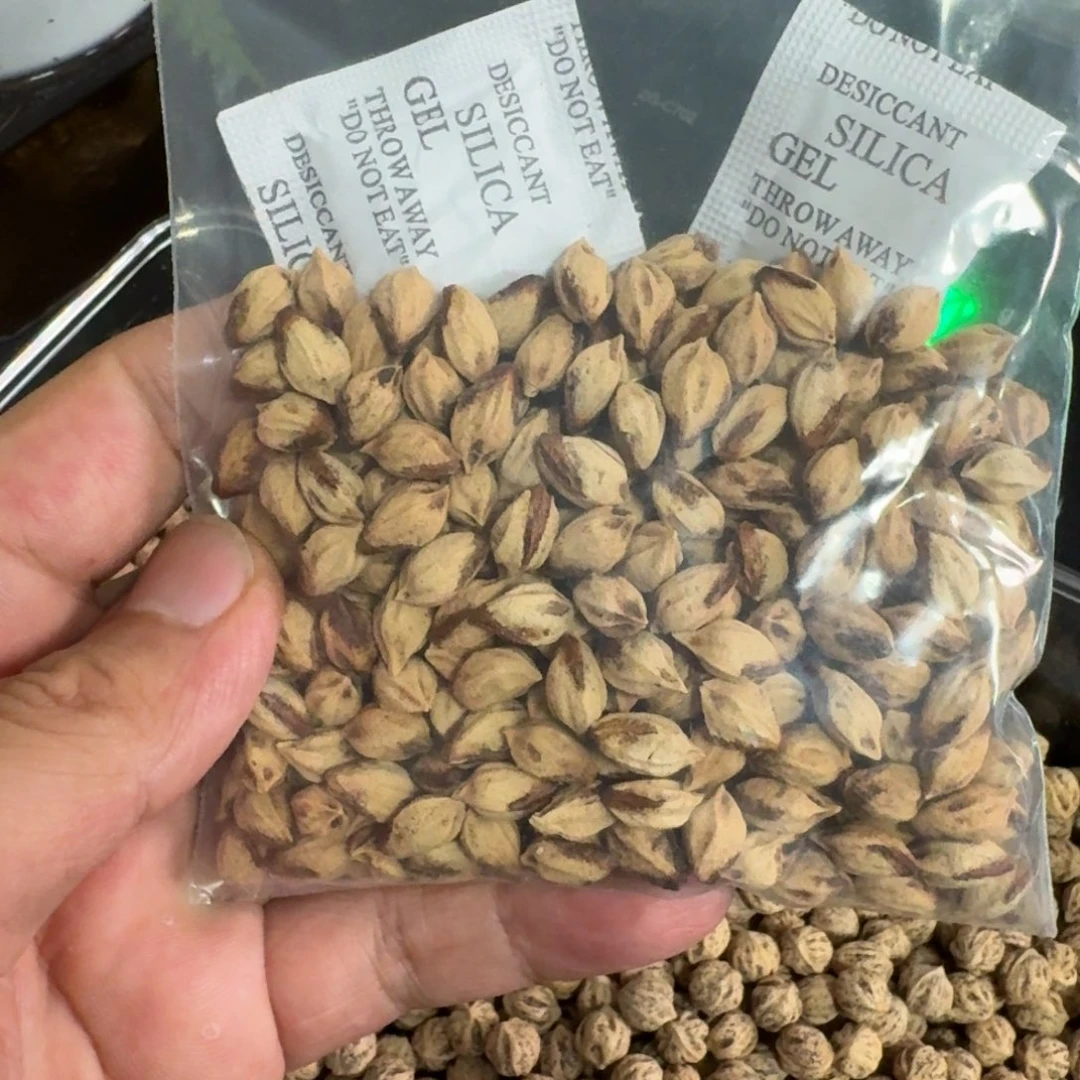 佳***）柏香籽/百香籽吊坠