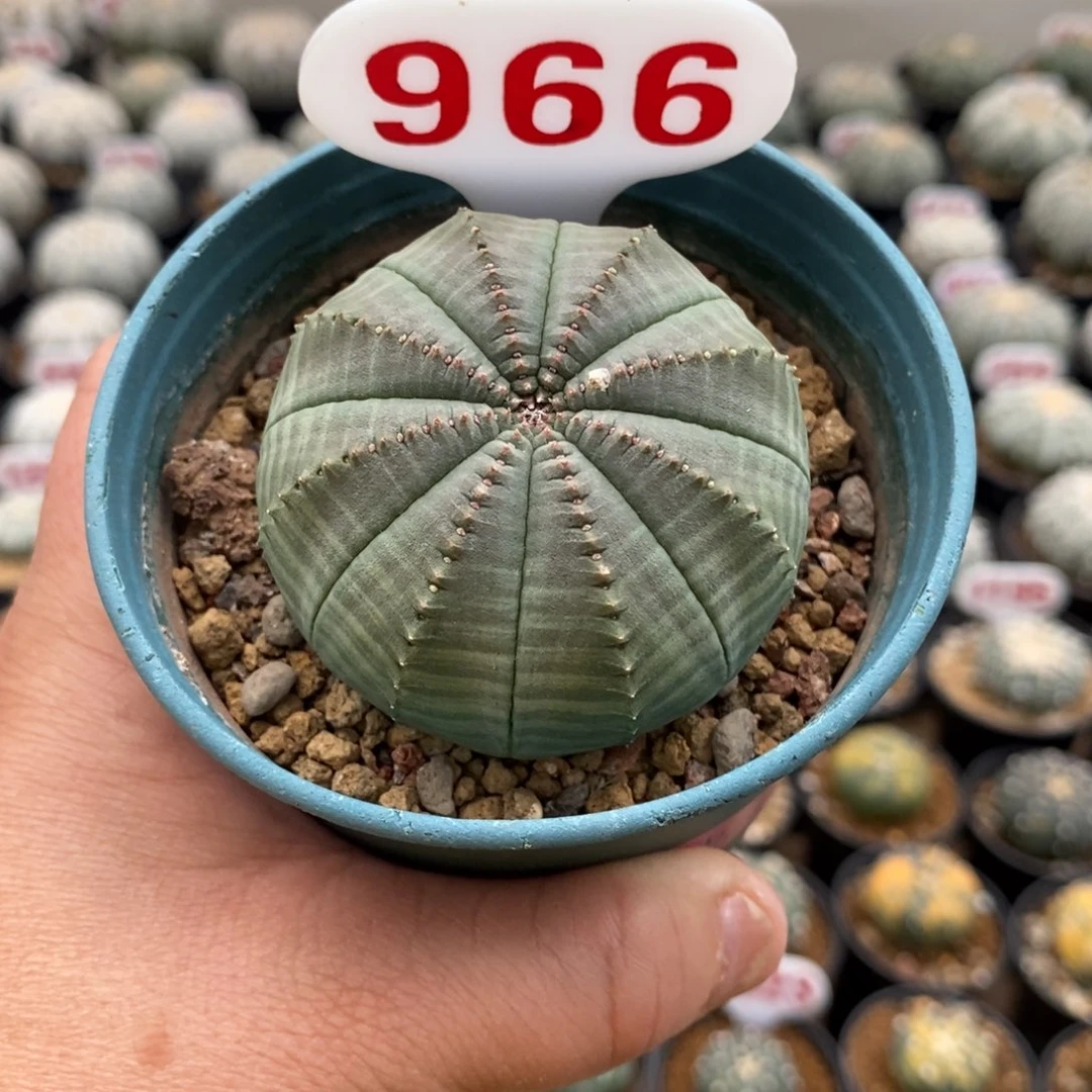 966布纹球福利福利