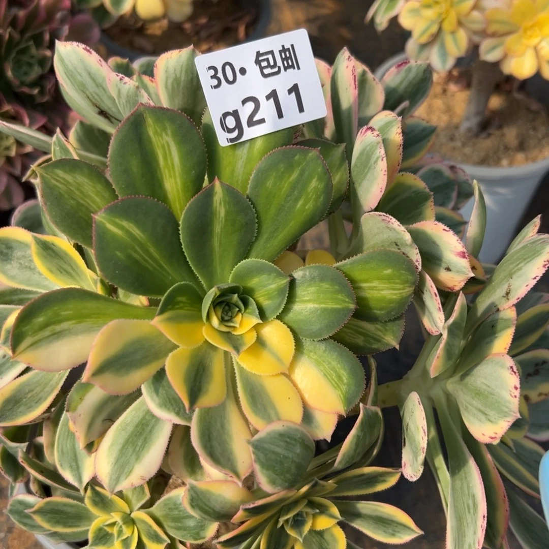 @***乐211 多肉法师灿烂