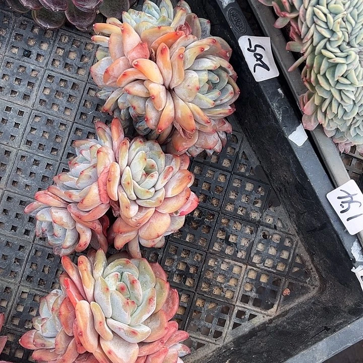 石榴籽星影，3颗一物一拍