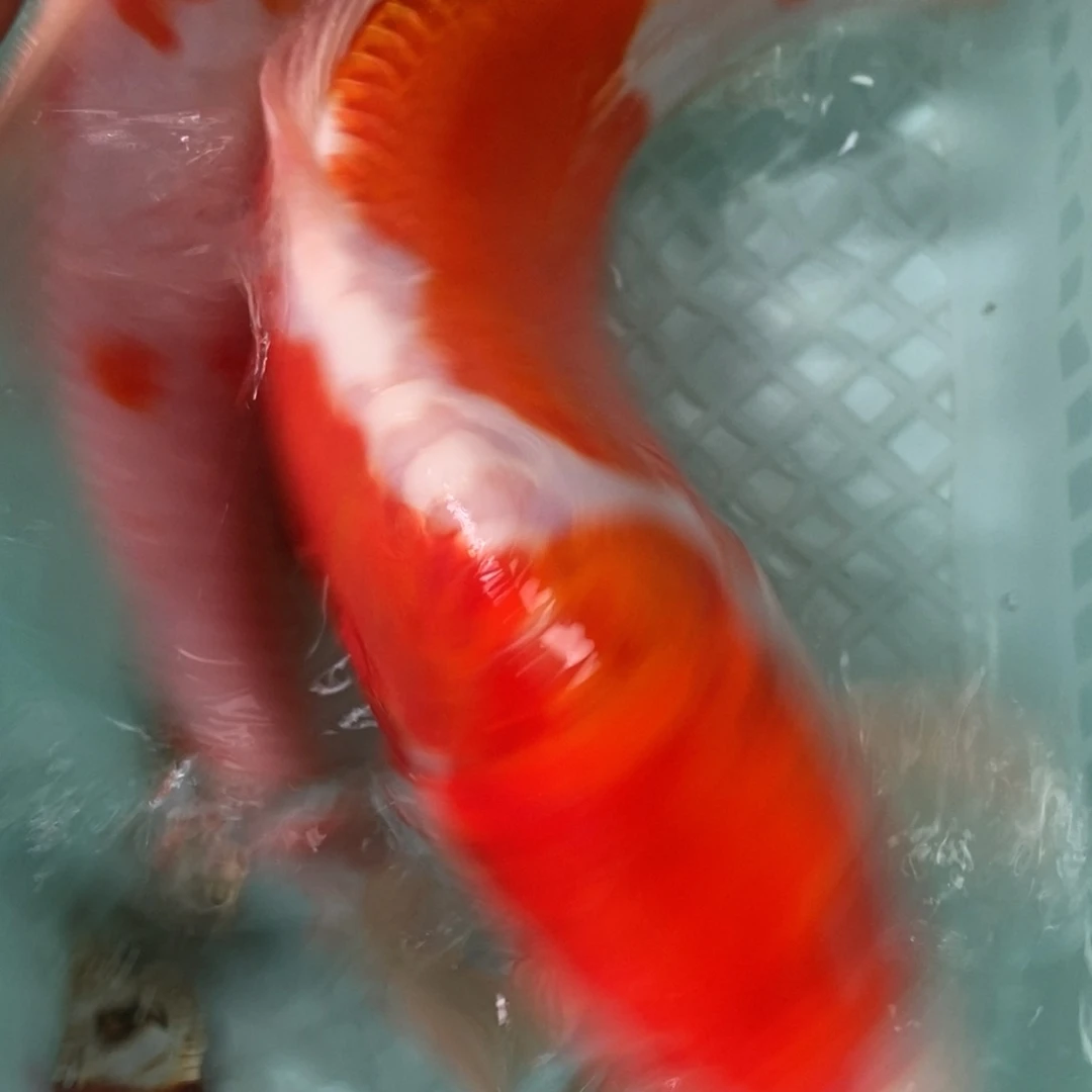 锦鲤冷水锦鲤包邮