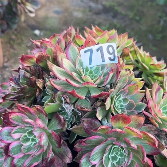 随***愿多肉植物一个水蜜桃719