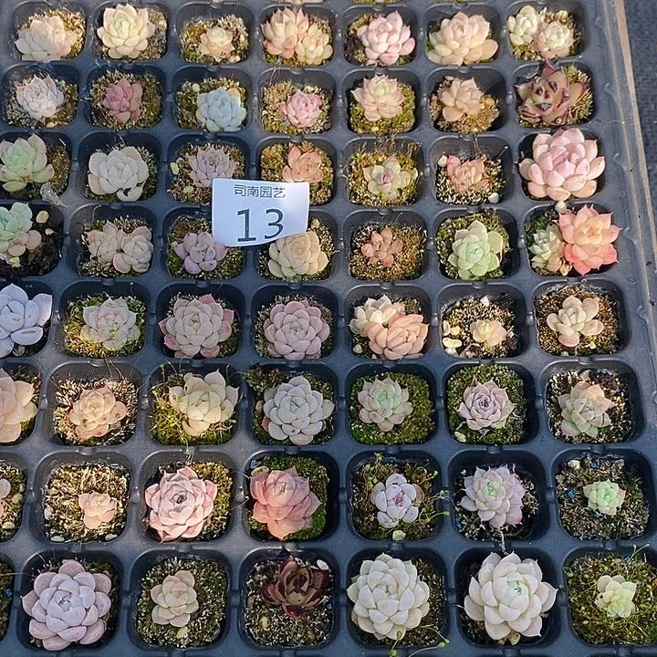 13 多肉植物盆栽花卉植物