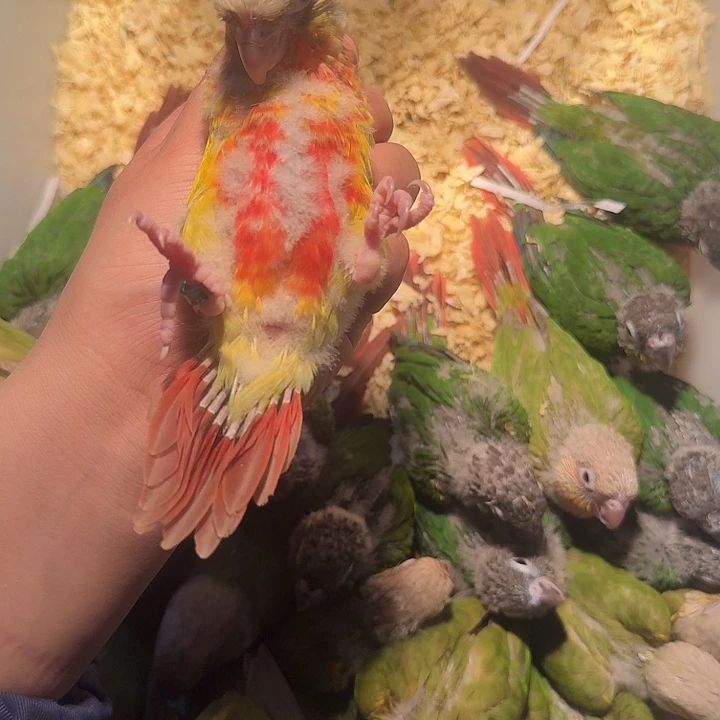 虎皮鹦鹉可爱的小鹦鹉