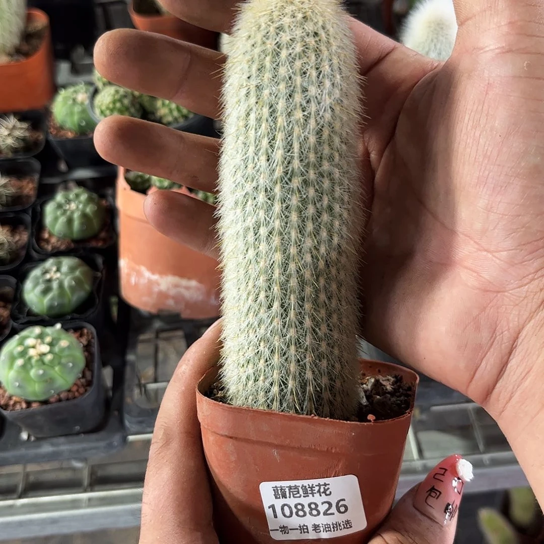 M**s108826一物一拍单头发货