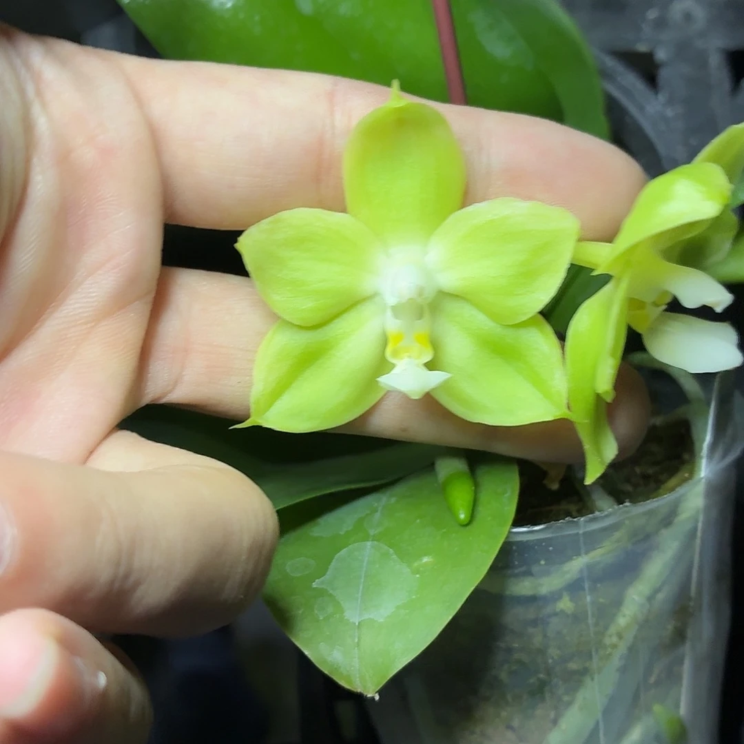 当前无花朵，栽培后可花朵A1737