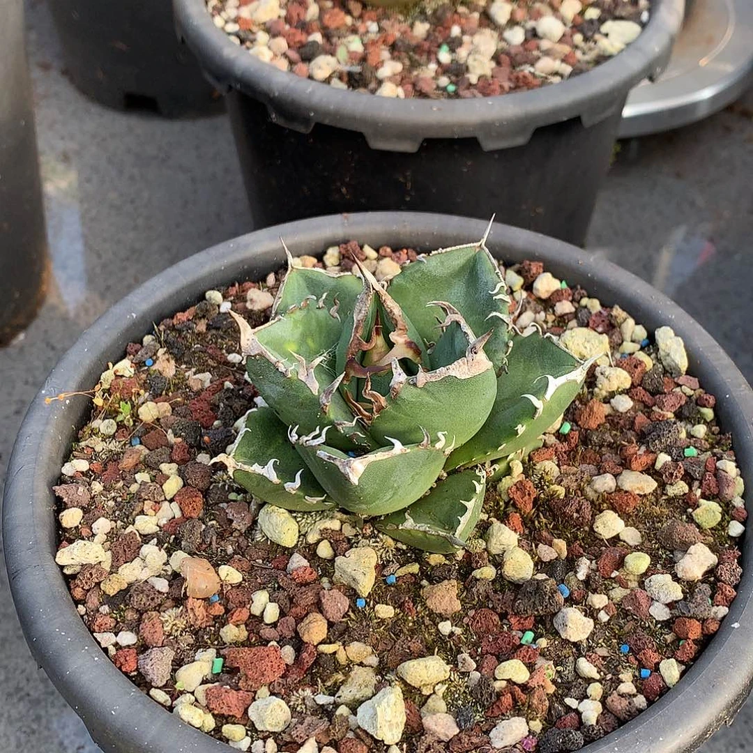 N***）龙舌兰仁王冠立可白