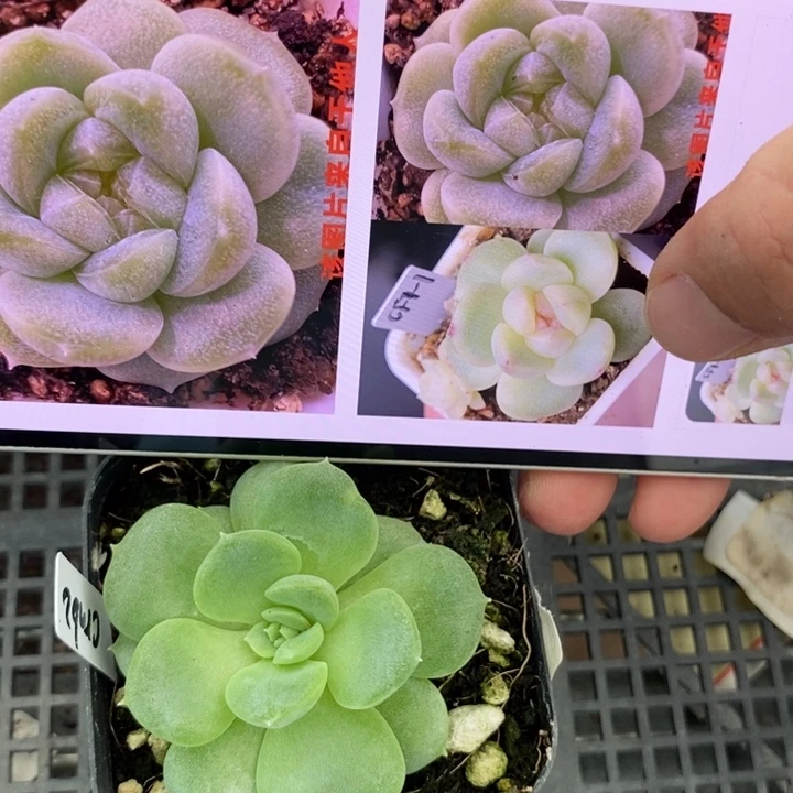 标签115千金财富c2一个多肉