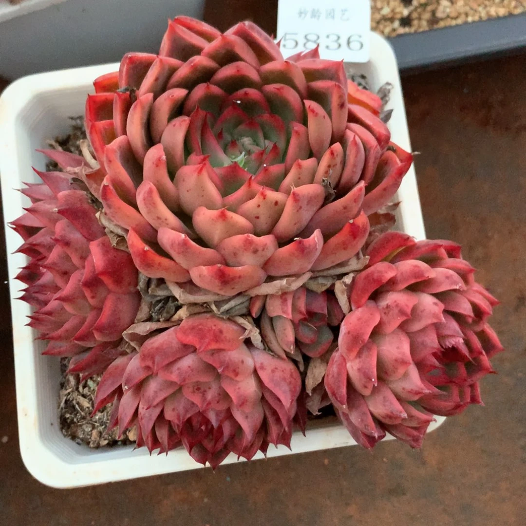 5836瑕疵不售后特价处理