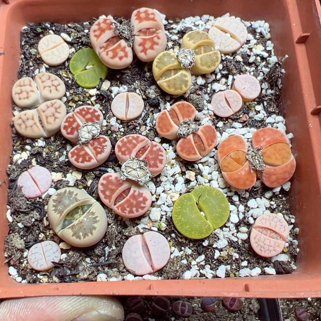 【闪购商品】 070。