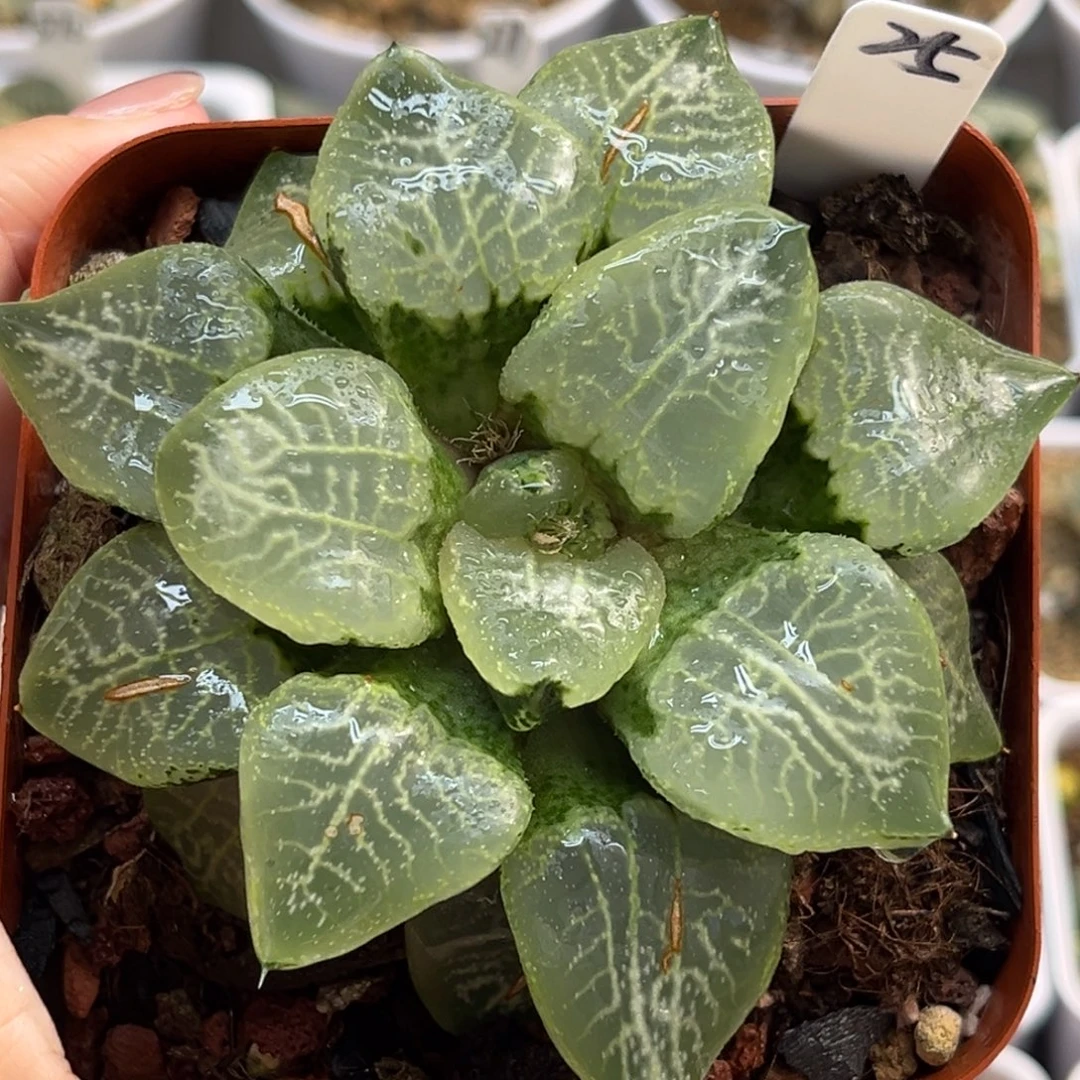 25乱舞康平福利专场