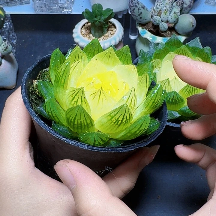 带盆大盆白莲花带盆一盆福利