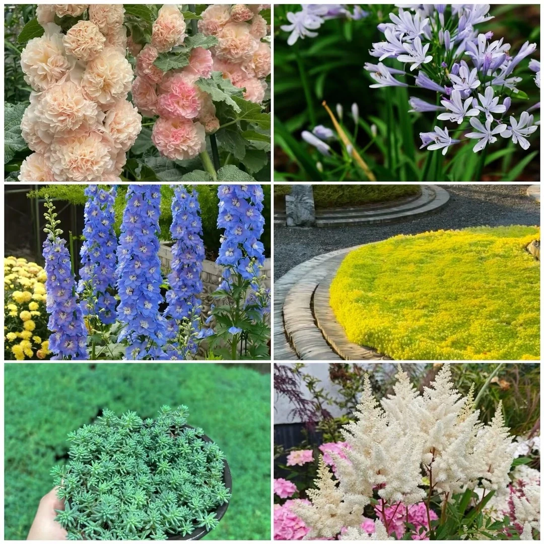 【多多家】福利福袋随机一箱鲜花超值福袋