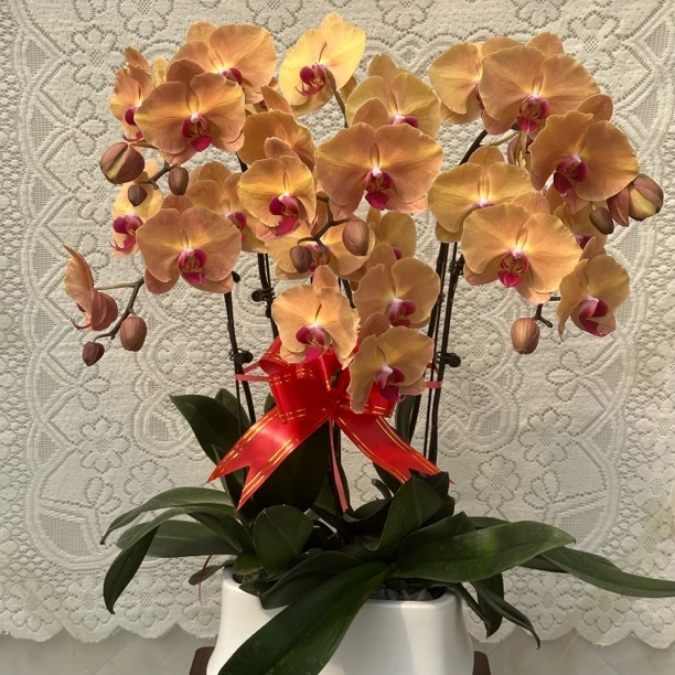 【金钻】蝴蝶兰懒人花 室内花卉 花期长 好养活