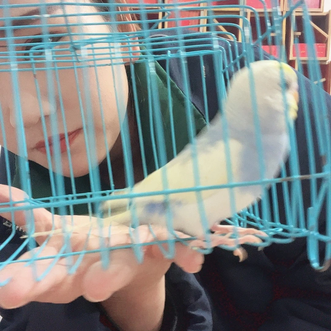 虎皮鹦鹉我的小姐姐们