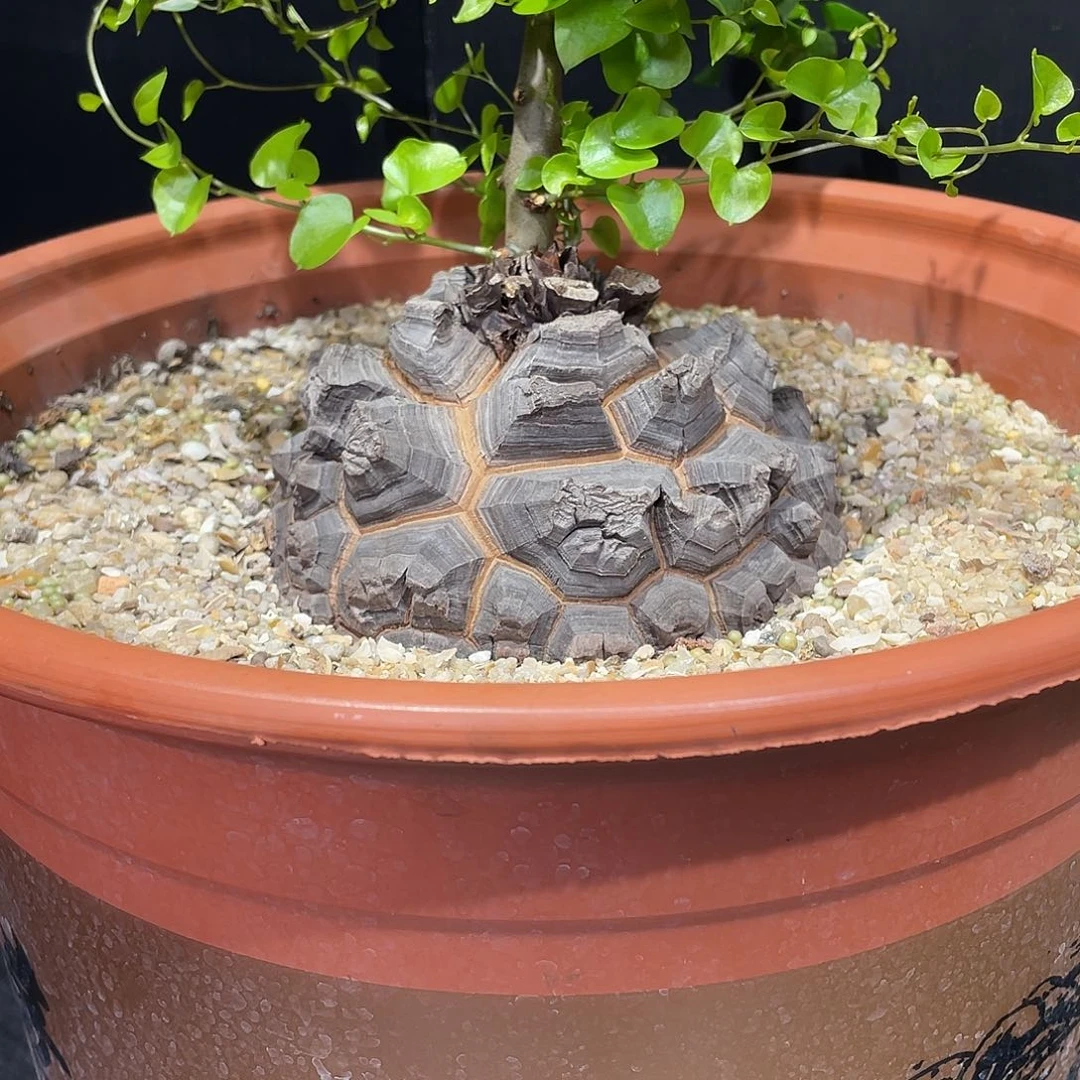 龟甲龙带盆包邮哦