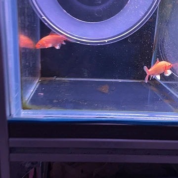 顺***张海水鱼锦鲤鱼锦鲤鱼锦鲤鱼