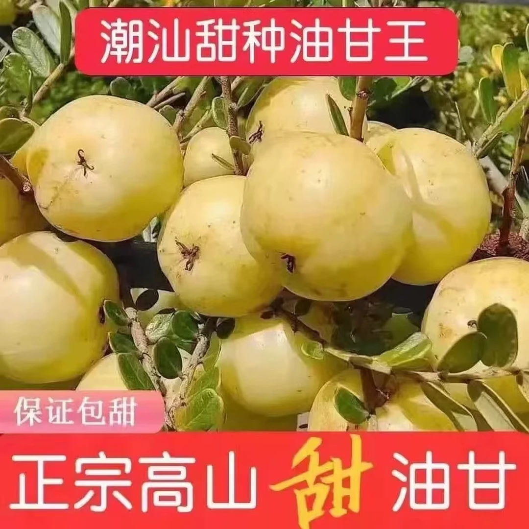 油甘果新鲜采摘潮汕牛甘果油柑果滇橄榄解腻酸水果回甘孕妇余甘果