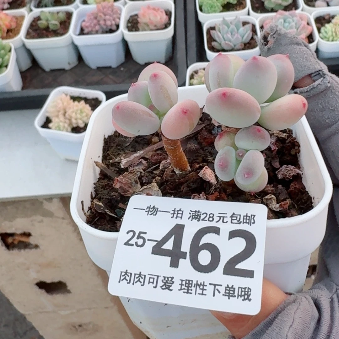 苹果奶多肉无盆土发货无盆