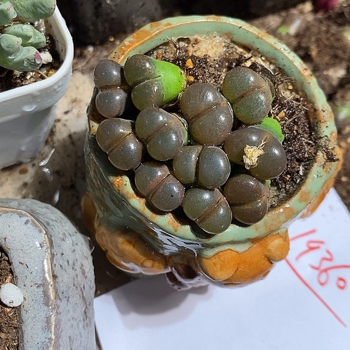 19360。  一组黑玫瑰风铃。