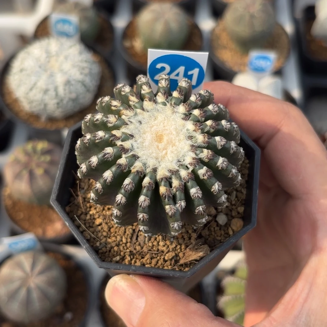 241实生奇特球带盆带土发货