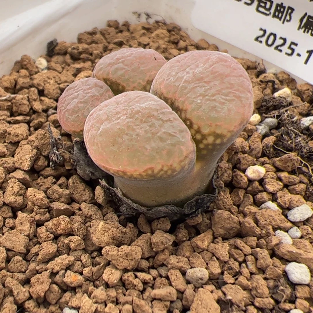 062号 风铃 多肉植物