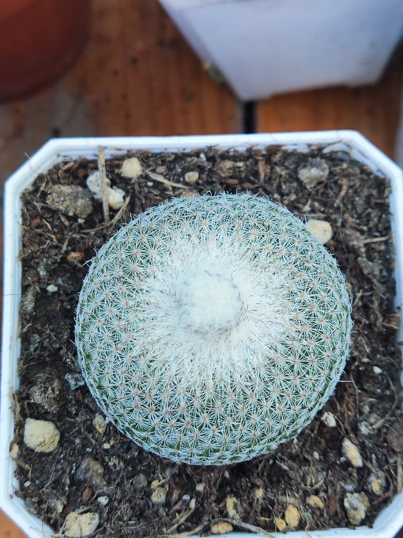 【只发新疆】月世界 稀有仙人球 不扎手7厘米盆带盆发货