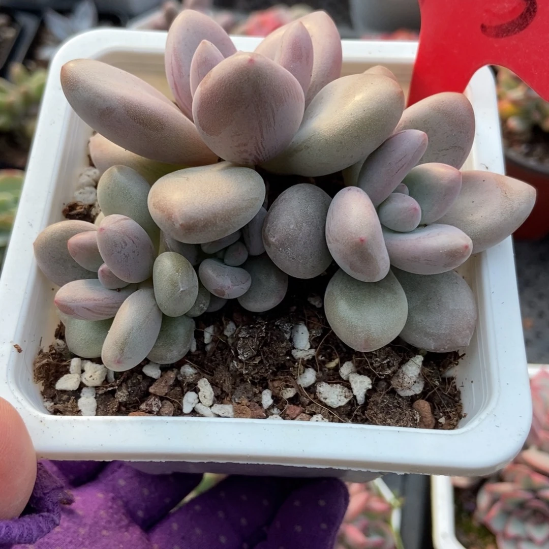 1733原始虞美人多肉植物