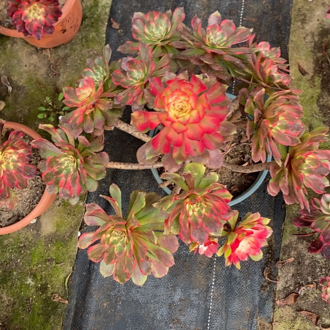 不开花植物烟花多肉1颗多肉多肉