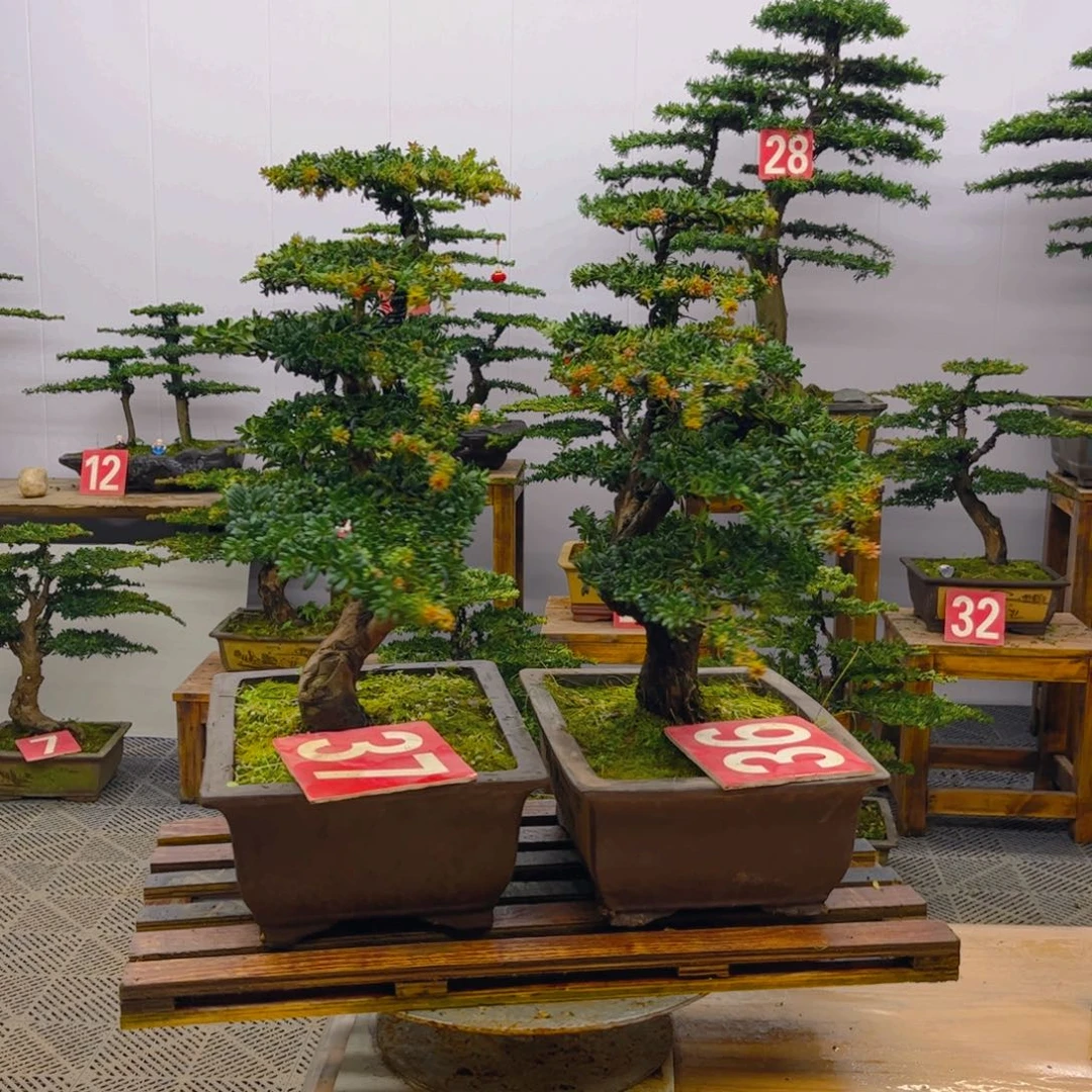 完全开放罗汉松盆景一对