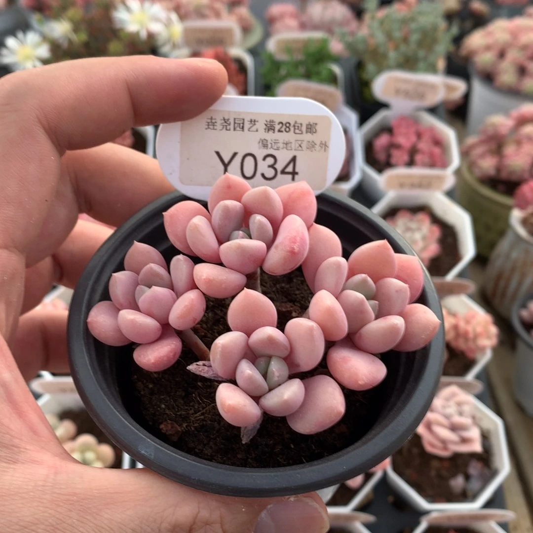 0034花班鹿8厘米