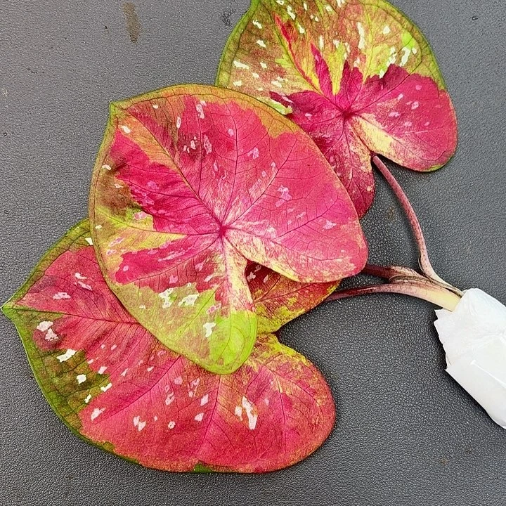 5-1117Follow me广东现货