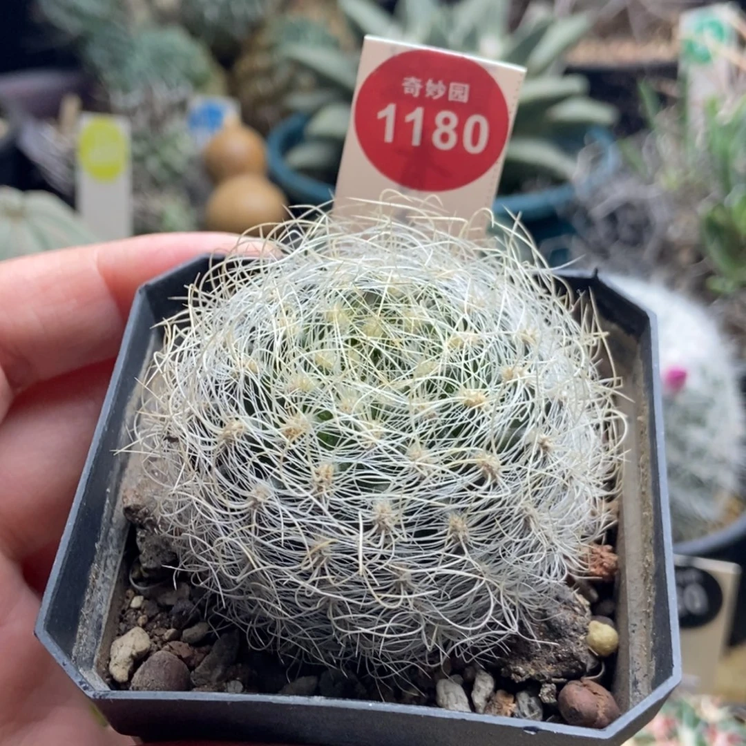 实生狂刺白翁玉5.2cm