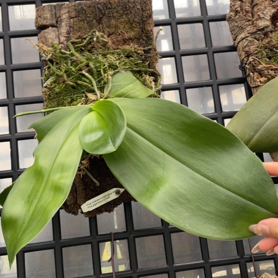 当前无花栽培后可以开花狗交象耳（叶瑕）原298，漏