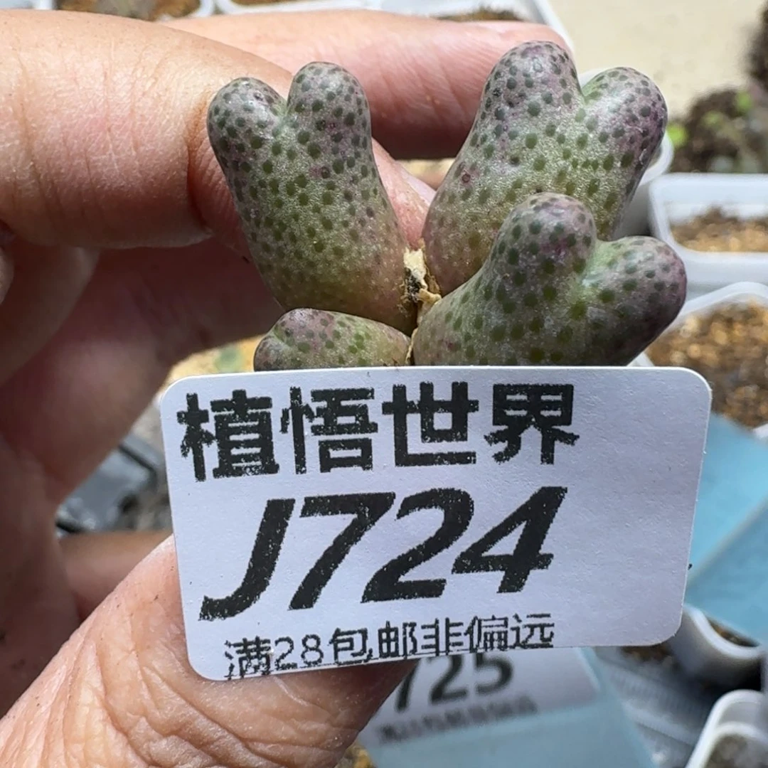 多肉植物的人生fgbb