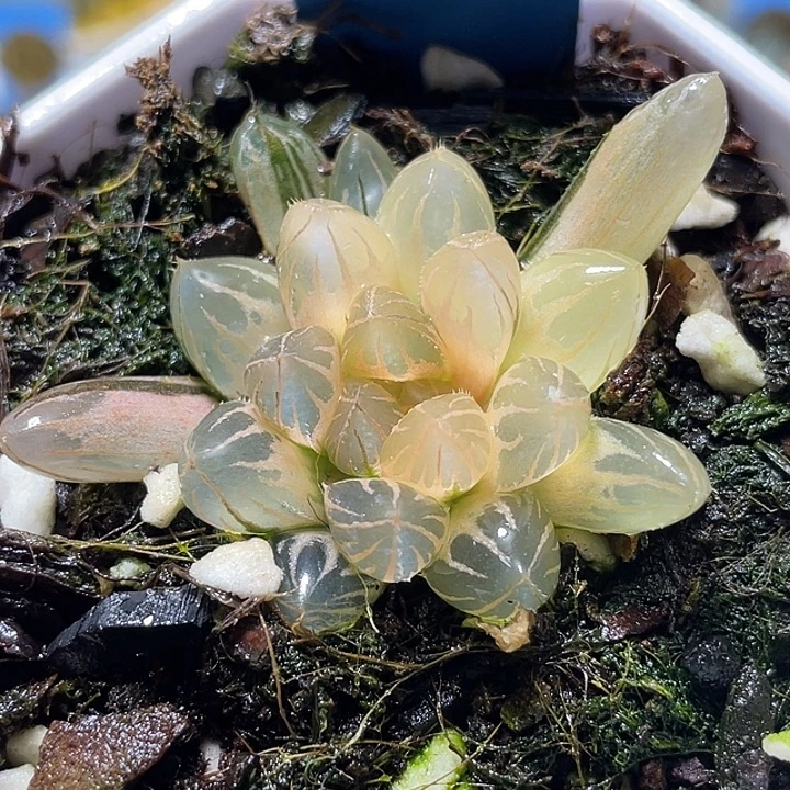 673糊斑霓虹燈錦特選福利