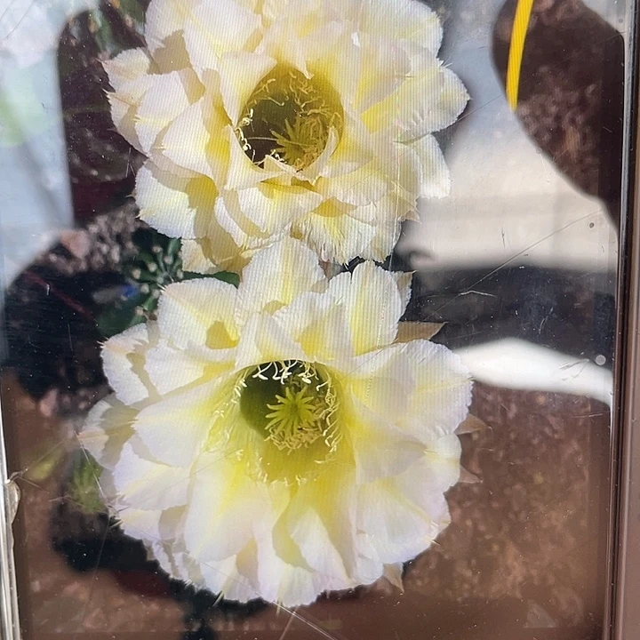 秀蒲嫁接10公分清渠福利