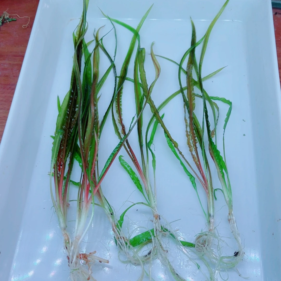 思***飞美小呆特价套餐一份