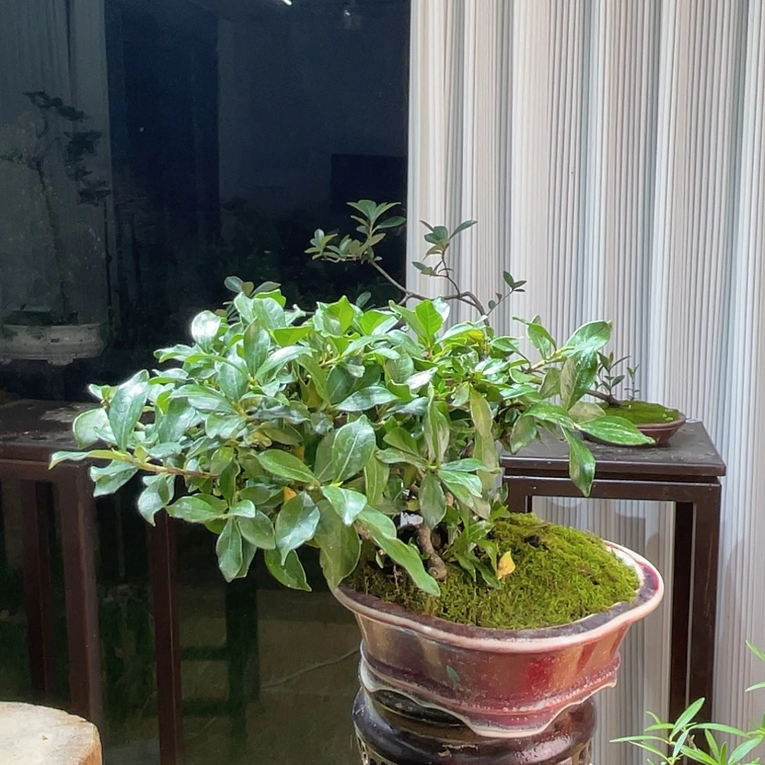 华***1无花朵888889999999