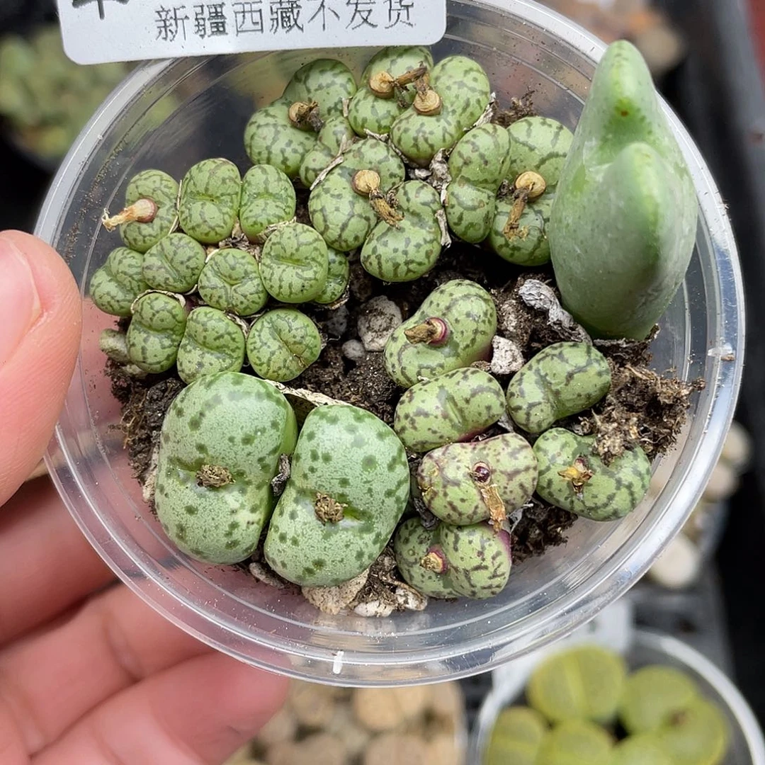 4810000000花花花花花花花