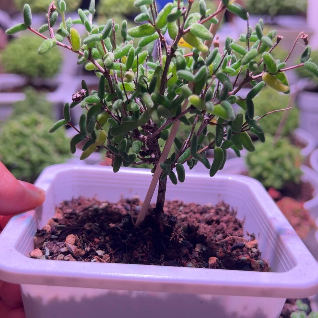 航****彩虹卷锦带盆土发货一物一拍