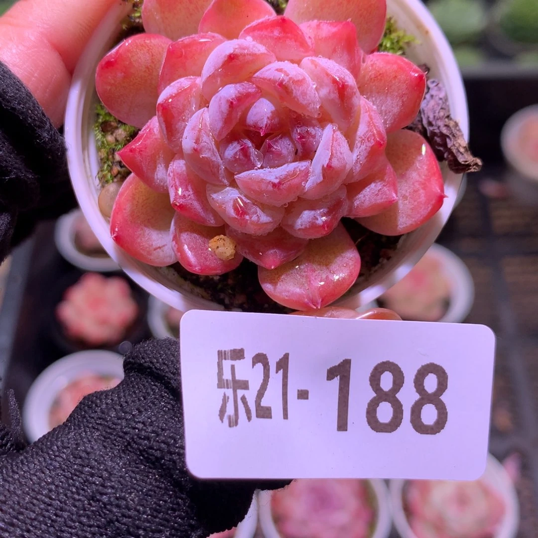 乐然21-188 红胖子